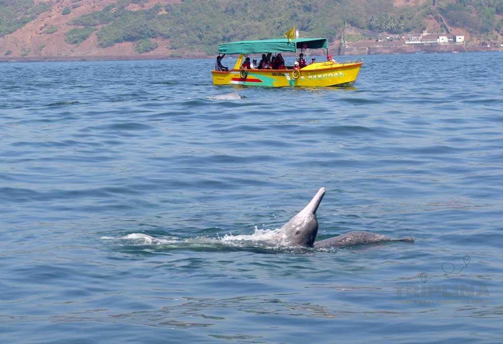 Boat Cruises in Goa 4